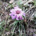 Scabiosa columbariaBlomst