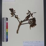 Erythrina stricta Otro