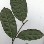Diospyros bipindensis Hoja