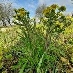 Senecio vernalis Cortiza