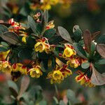 Berberis thunbergii 花