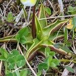 Pinguicula alpina Hoja