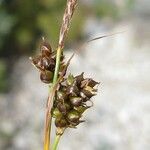 Carex liparocarpos Fruit