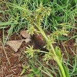 Chlorophytum gallabatense Cvet