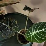 Alocasia reginula पत्ता