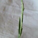 Glyceria declinata Lorea
