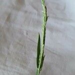 Glyceria declinata 花