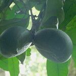 Picralima nitida Fruto