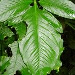 Syngonium standleyanum Folha