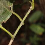 Milicia excelsa Bark