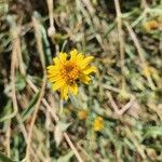 Aspilia mossambicensis Flor