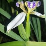 Neomarica northiana Flor