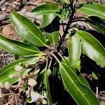 Gmelina evoluta Hábito