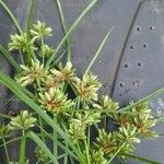 Cyperus eragrostis Lapas