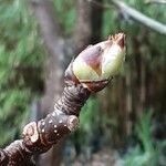 Pyrus calleryana Flower