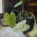 Colocasia esculentaLeaf