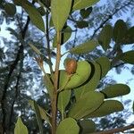 Manilkara mochisia ഫലം