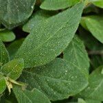 Ruellia humilis Leaf