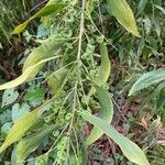 Acacia auriculiformis Blad