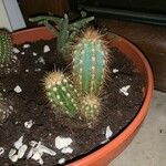 Echinocereus viridiflorus Leaf