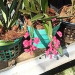 Dendrobium pseudoglomeratum Çiçek