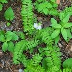 Polemonium pulcherrimum Агульны выгляд