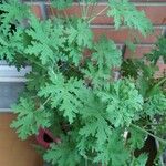 Pelargonium odoratissimum Цветок