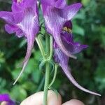 Linaria triornithophoraŽiedas