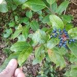 Viburnum tinus Fruitua