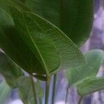 Aquarius cordifolius Leaf