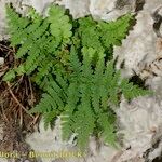 Dryopteris pallida आदत