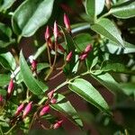 Jasminum polyanthum Leaf