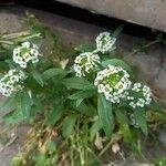 Lobularia maritima Агульны выгляд