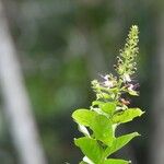 Hirtella paniculata Flor
