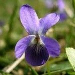 Viola pyrenaica Cvet