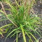 Hemerocallis minorBlad