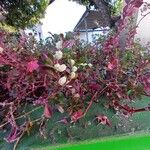 Alternanthera brasiliana Flower