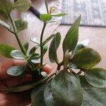 Kalanchoe crenata 葉