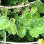 Arctotheca calendula Leaf
