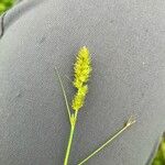 Carex vulpinoidea Fruto