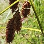 Carex vallis-rosetto Flower