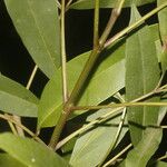 Tabebuia palustris 叶