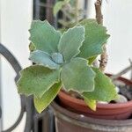 Kalanchoe beharensisList