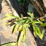 Solidago nemoralis Leaf