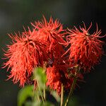 Erythrina abyssinica Цвят