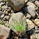 Cyperus subsquarrosus 整株植物