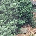 Buxus sempervirensList