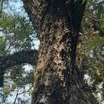 Cedrela angustifolia Bark