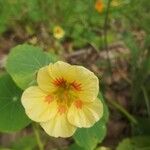 Tropaeolum minus Flor