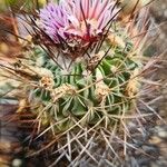 Stenocactus multicostatus Flor